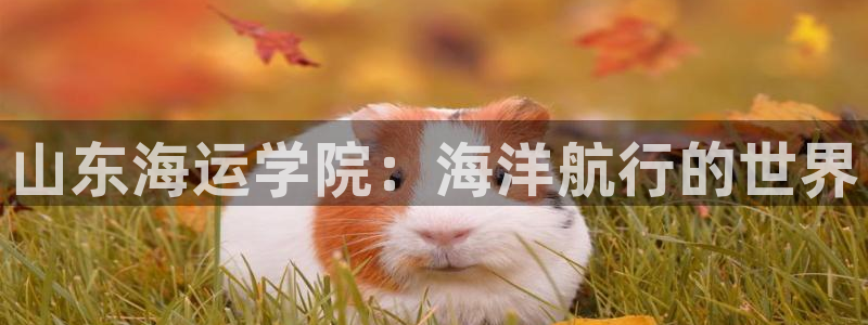 公海赌博犯法吗